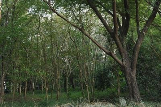tree cuting 3 ...